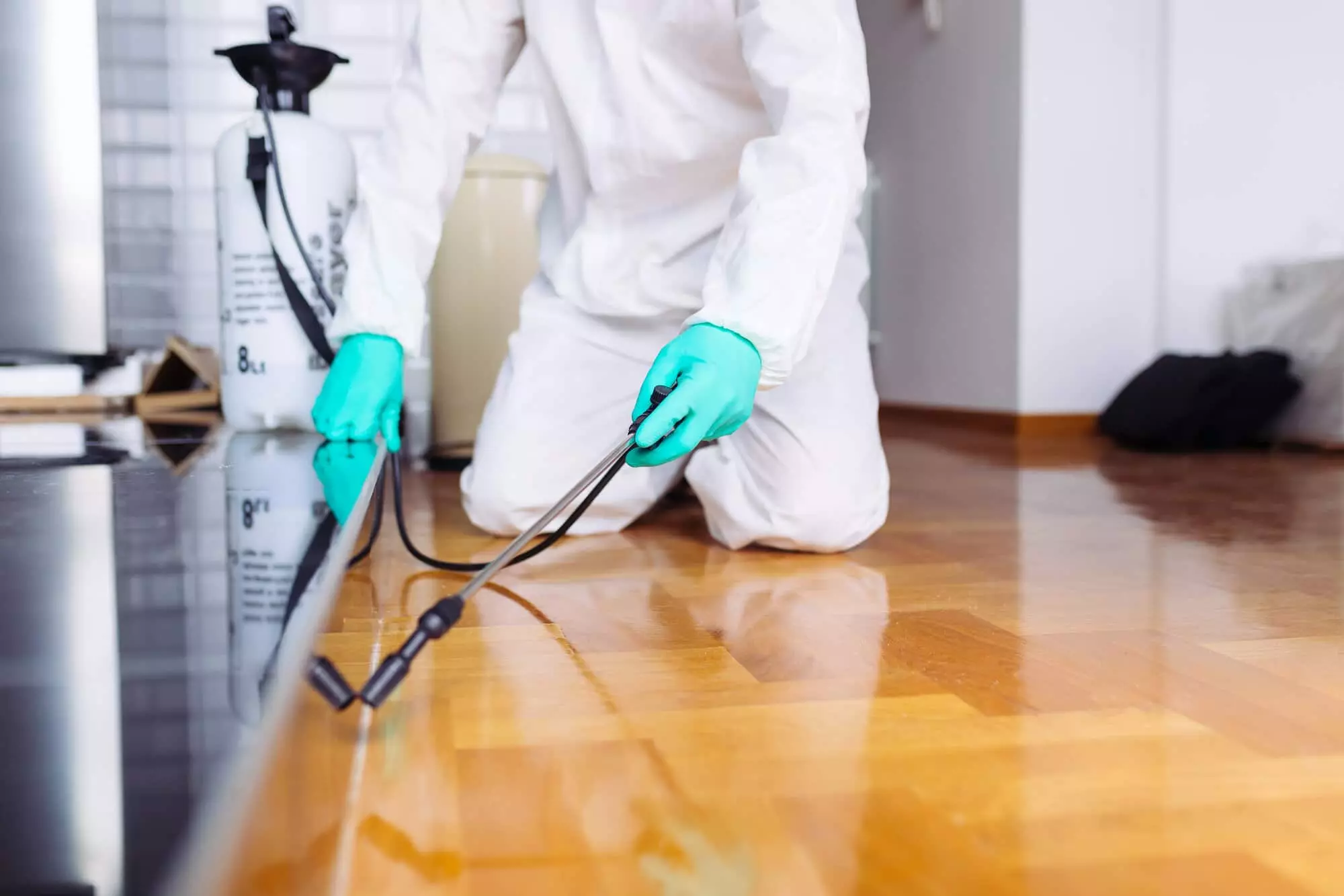 Expert Pest Control Services in Sydney for Homes and Businesses