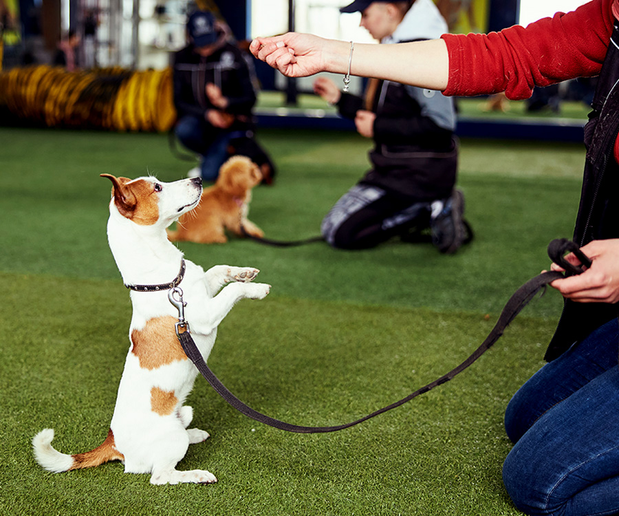 Training dogs are better? Read further