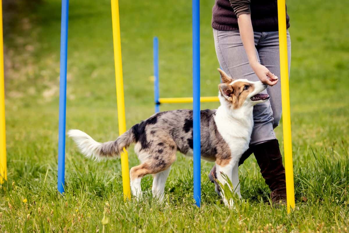 dog trainer in Indian Gardens