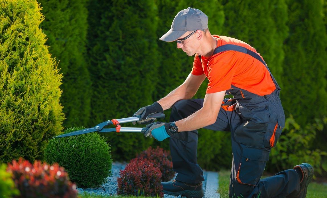 tree and garden services