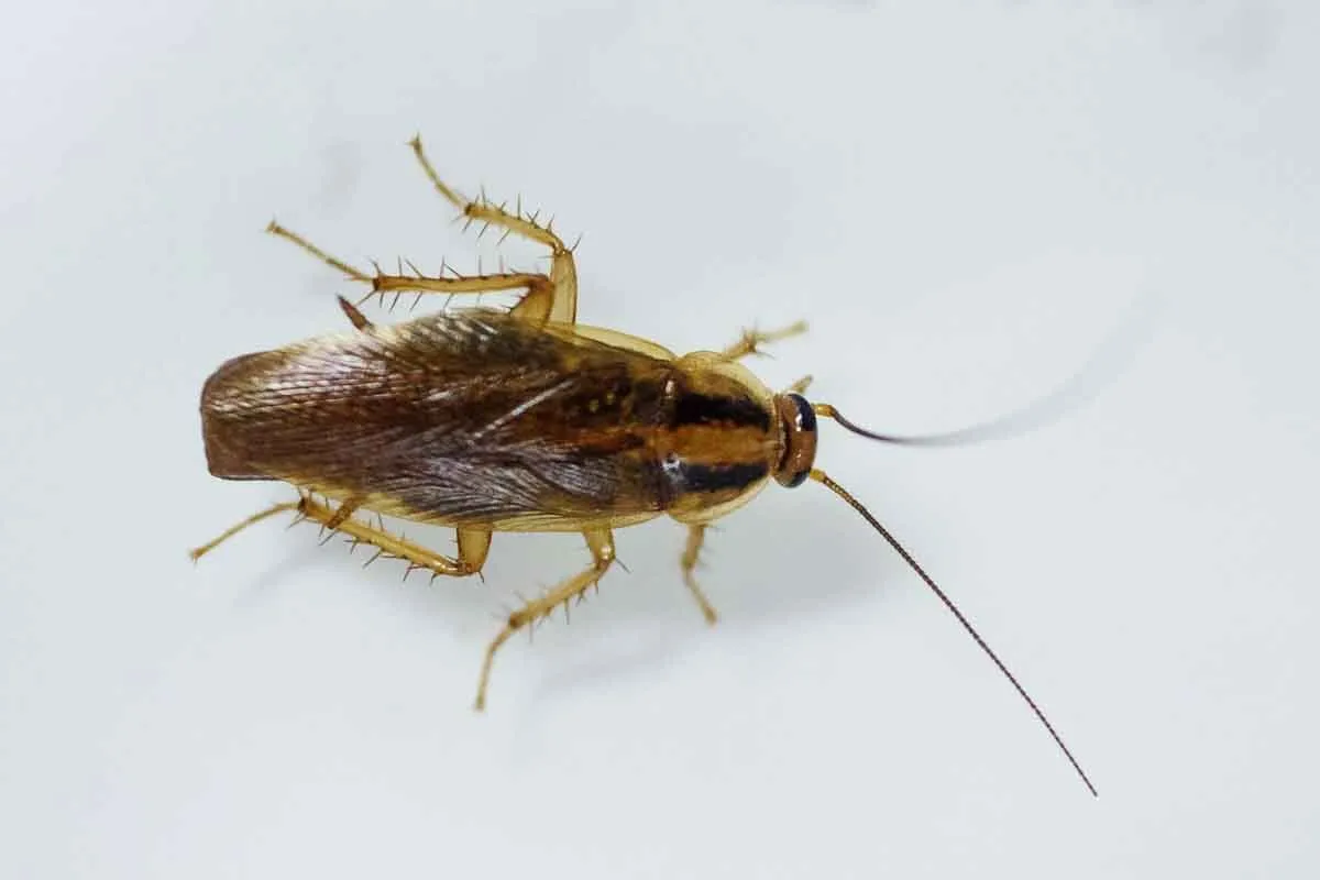 pest control servcies